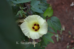 Gossypium arboreum